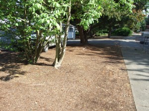 pre-emergent weed free
